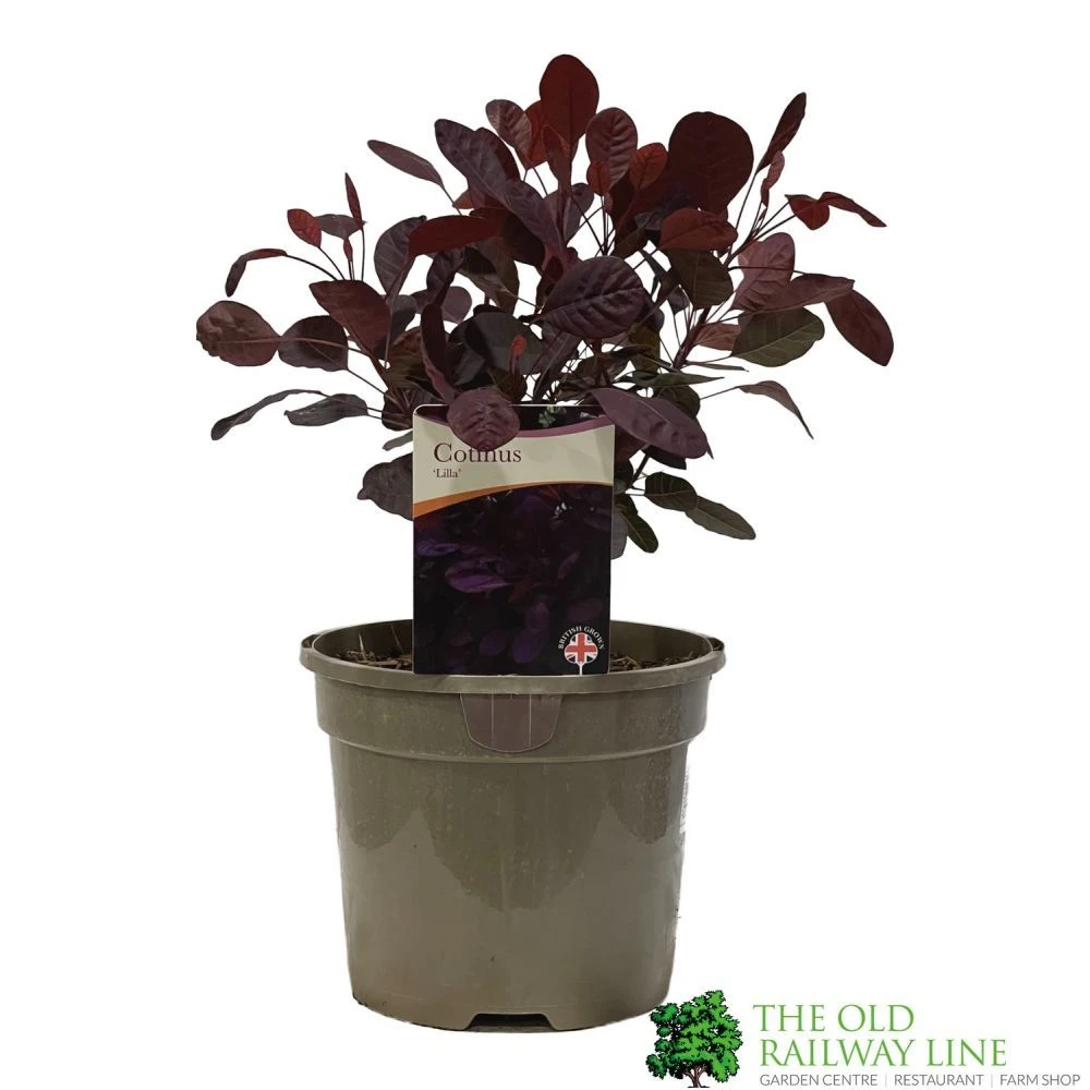 Cotinus 'Lilla' Smoke Bush 3Ltr Pot 1 Cotinus 'Lilla' Smoke Bush 3Ltr Pot