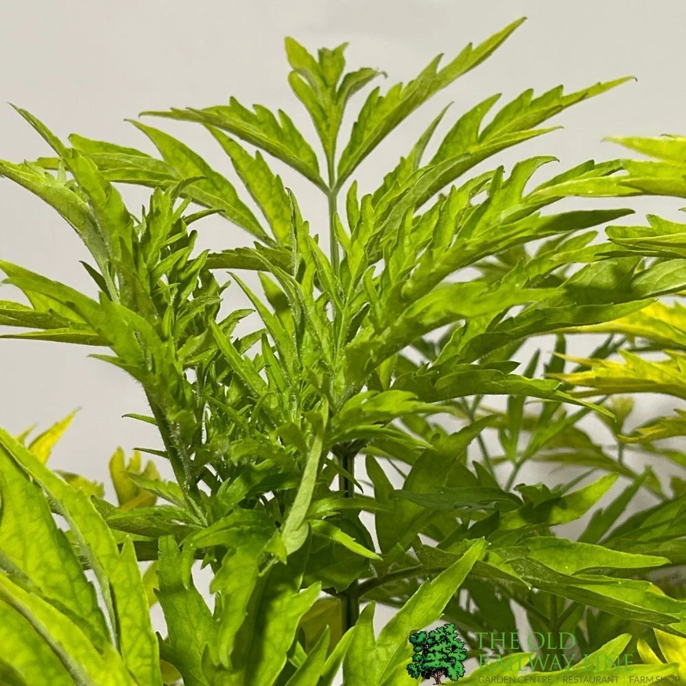 Sambucus Nigra 'Golden Tower' Elder Tree 3Ltr Pot 2 Sambucus Nigra 'Golden Tower' Elder Tree 3Ltr Pot - Image 2