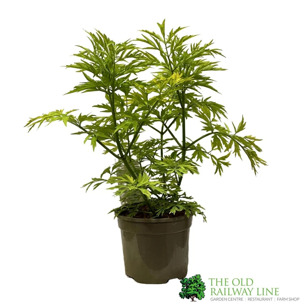 Sambucus Nigra 'Golden Tower' Elder Tree 3Ltr Pot 1 Sambucus Nigra 'Golden Tower' Elder Tree 3Ltr Pot