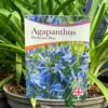 Agapanthus 'Pitchoune Blue' Plant 2Ltr Pot