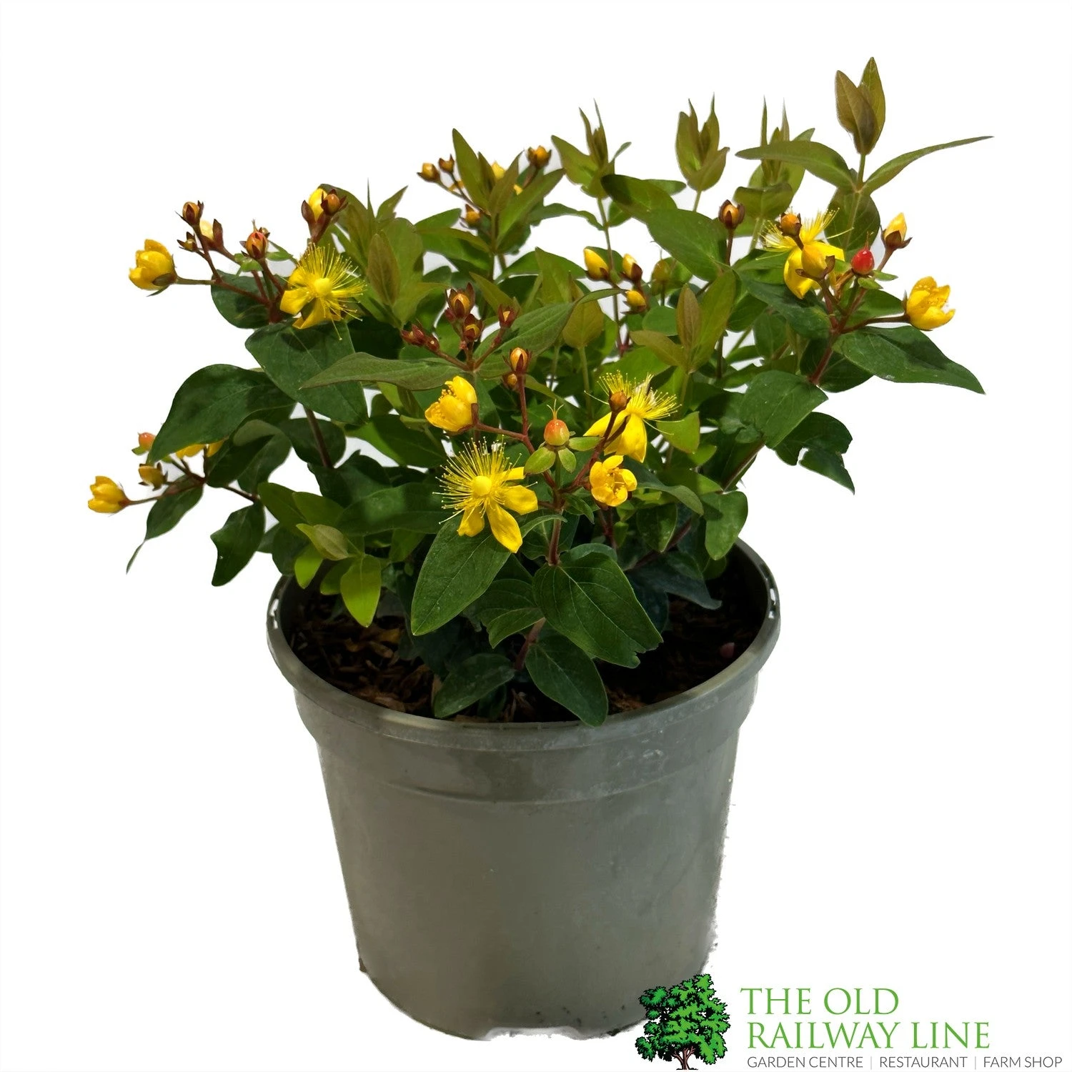 Hypericum 'Berry Red' St Johns Wort 3Ltr Pot 1 Hypericum 'Berry Red' St Johns Wort 3Ltr Pot