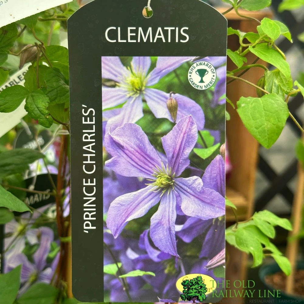 Clematis 'Prince Charles' 2Ltr Pot 1 Clematis 'Prince Charles' 2Ltr Pot