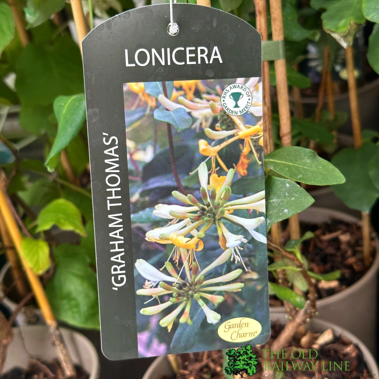 Lonicera 'Graham Thomas' Honeysuckle 3Ltr Pot 1 Lonicera 'Graham Thomas' Honeysuckle 3Ltr Pot