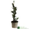 Ilex X Meserveae 'Blue Angel' Holly 3Ltr Pot