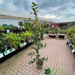 Garden Tools Sales Store -Garden Tools Sales Store 5055028663077 2