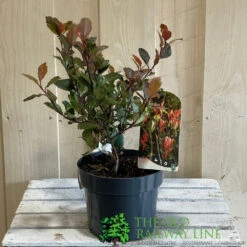 Photinia X Fraseri 'Little Red Robin' 3Ltr Pot (NL) -Garden Tools Sales Store 5055286310355 2