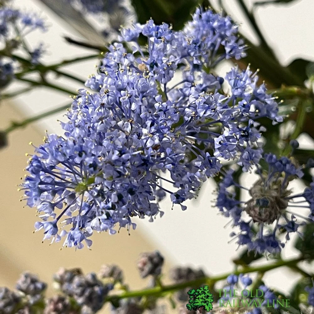 Ceanothus Thyrsiflorus 'Repens' Tall Standard 60cm (NL) 2 Ceanothus Thyrsiflorus 'Repens' Tall Standard 60cm (NL) - Image 2