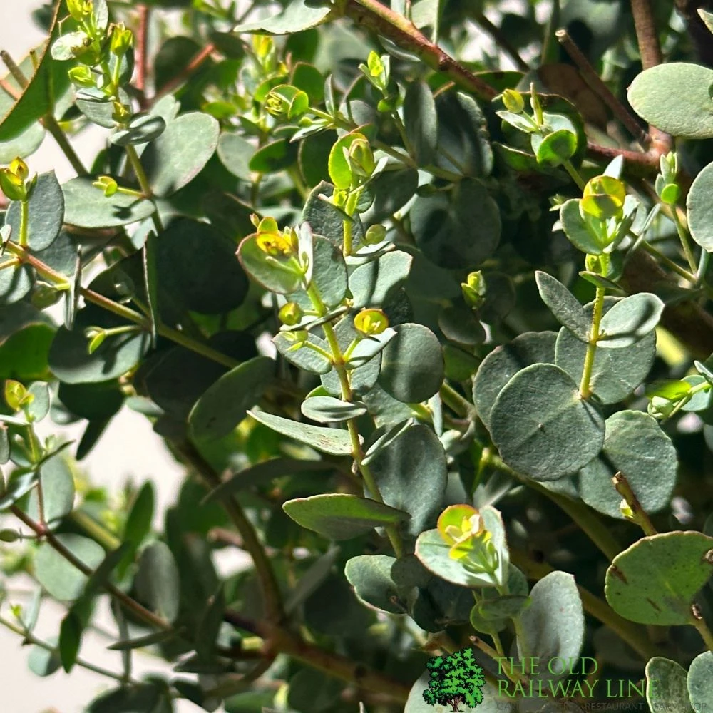 Eucalyptus Gunni 5Ltr Pot 2 Eucalyptus Gunni 5Ltr Pot - Image 2
