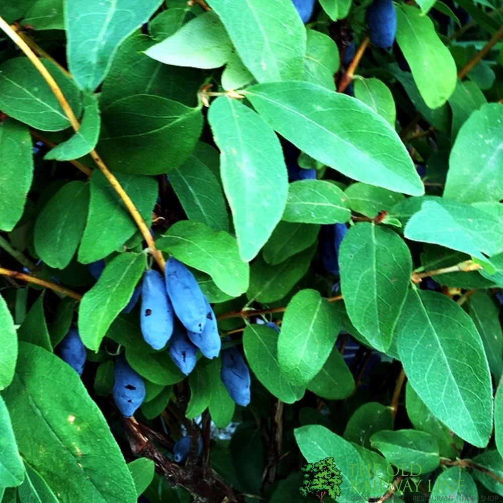 Honeyberry 'Blue Banana' Fruit Bush 3 Ltr Pot 1 Honeyberry 'Blue Banana' Fruit Bush 3 Ltr Pot