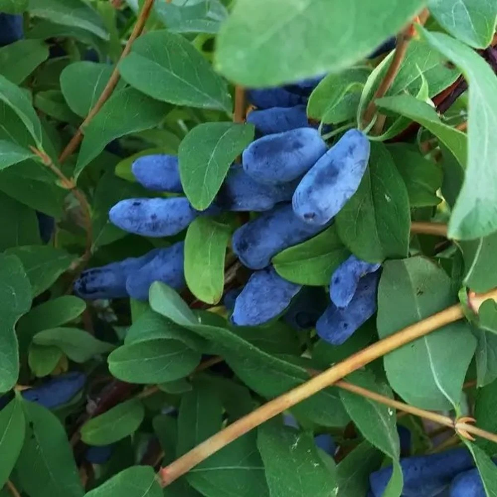 Honeyberry 'Honey Bee' 3Ltr Pot 1 Honeyberry 'Honey Bee' 3Ltr Pot