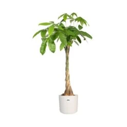 Elho 25cm White B.For Soft Round Pot -Garden Tools Sales Store 8711904229610 3