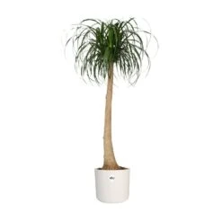 Elho 25cm White B.For Soft Round Pot -Garden Tools Sales Store 8711904229610 4