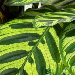 Calathea (Mixed Variety) Houseplant 14cm Pot -Garden Tools Sales Store 8717432220990 3