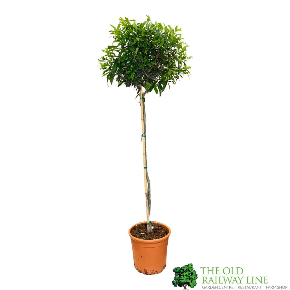 Olive Tree 'Olea Europaea' 1.5m Tall 1 Olive Tree 'Olea Europaea' 1.5m Tall