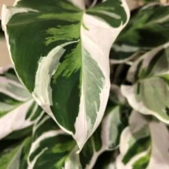 Calathea 'White Fusion' Rare Houseplant 14cm Pot 5 Calathea 'White Fusion' Rare Houseplant 14cm Pot -Garden Tools Sales Store 8718985394831 3