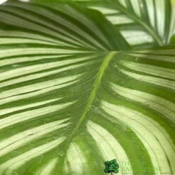 Calathea Houseplant (Mixed Varieties) 19cm Pot 5 Calathea Houseplant (Mixed Varieties) 19cm Pot -Garden Tools Sales Store 8718985581125 3