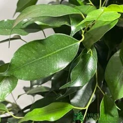 Ficus Benjamina Mixed Variety 19cm 7 Ficus Benjamina Mixed Variety 19cm -Garden Tools Sales Store 8719127092356 4