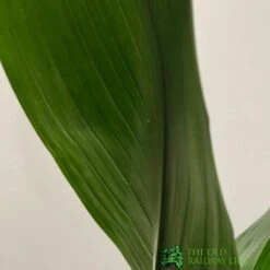 Aspidistra 'Cast Iron' Houseplant 17cm Pot 5 Aspidistra 'Cast Iron' Houseplant 17cm Pot -Garden Tools Sales Store 8719127861174 3
