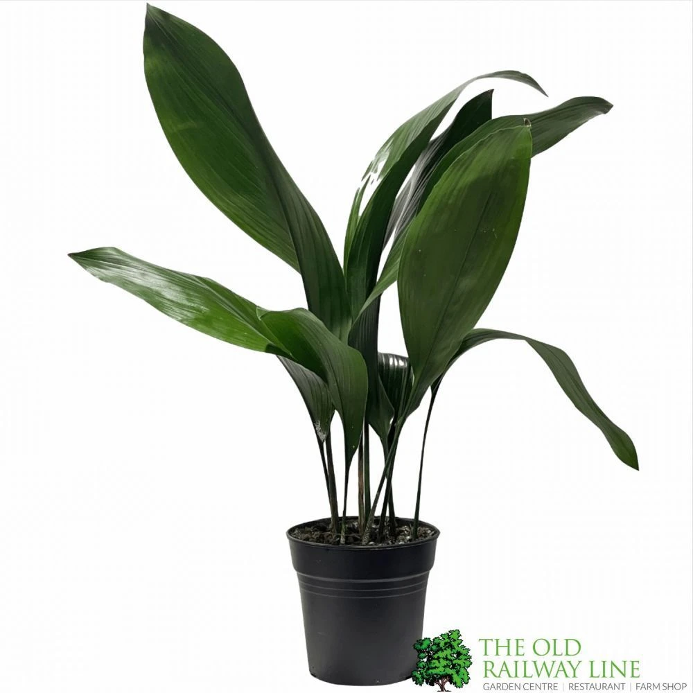 Aspidistra 'Cast Iron' Houseplant 17cm Pot 1 Aspidistra 'Cast Iron' Houseplant 17cm Pot