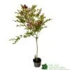 Syringa Microphylla Lilac Standard 3Ltr Pot
