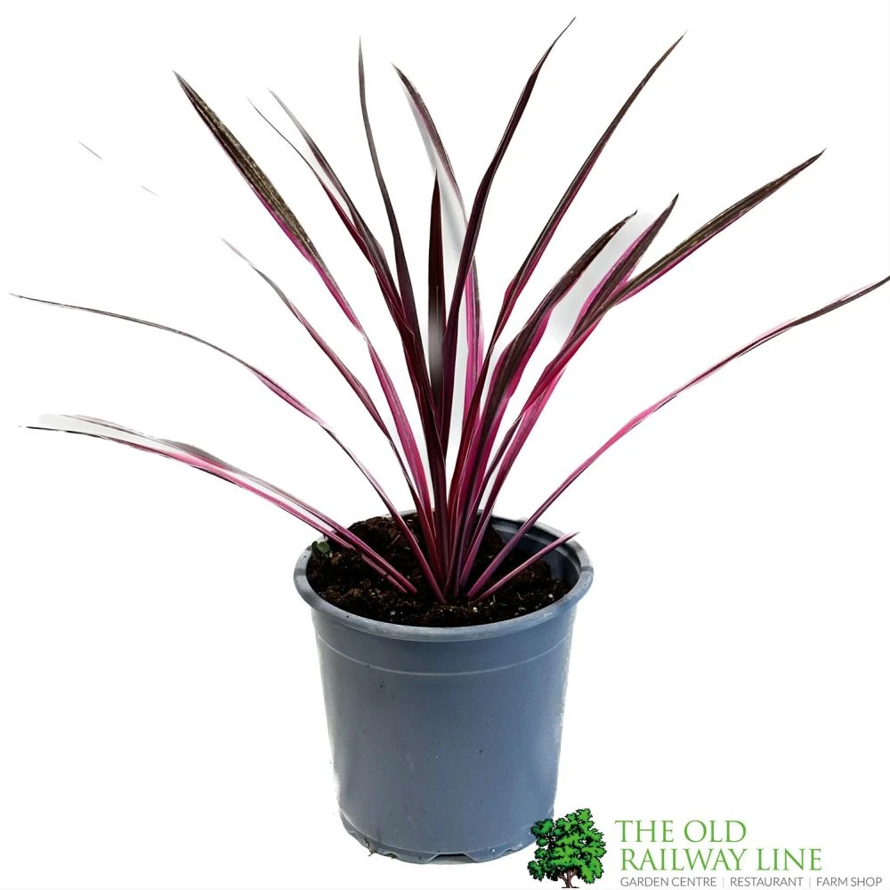 Cordyline Australis 'Pink Passion' 2Ltr Pot 1 Cordyline Australis 'Pink Passion' 2Ltr Pot