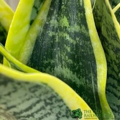 Sansevieria Trifasciata 'Futura Superba' Succulent Houseplant 12cm Pot -Garden Tools Sales Store 8719522707886 3