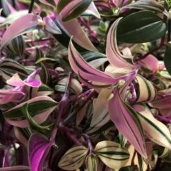 Tradescantia Hanging 17cm Pot Assorted Colours Available