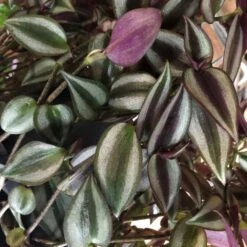 Tradescantia Hanging 17cm Pot Assorted Colours Available -Garden Tools Sales Store 8719562620954 3