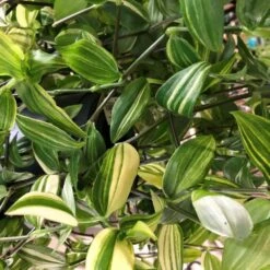 Tradescantia Hanging 17cm Pot Assorted Colours Available -Garden Tools Sales Store 8719562620954 4