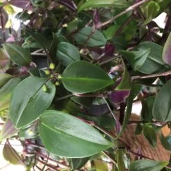 Tradescantia Hanging 17cm Pot Assorted Colours Available -Garden Tools Sales Store 8719562620954 5