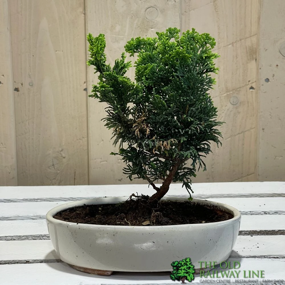 Bonsai Tree 'Chamaecyparis' Outdoor Bonsai 20cm Pot 2 Bonsai Tree 'Chamaecyparis' Outdoor Bonsai 20cm Pot - Image 2