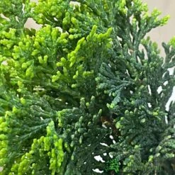 Bonsai Tree 'Chamaecyparis' Outdoor Bonsai 20cm Pot 5 Bonsai Tree 'Chamaecyparis' Outdoor Bonsai 20cm Pot -Garden Tools Sales Store 8719562861814 3