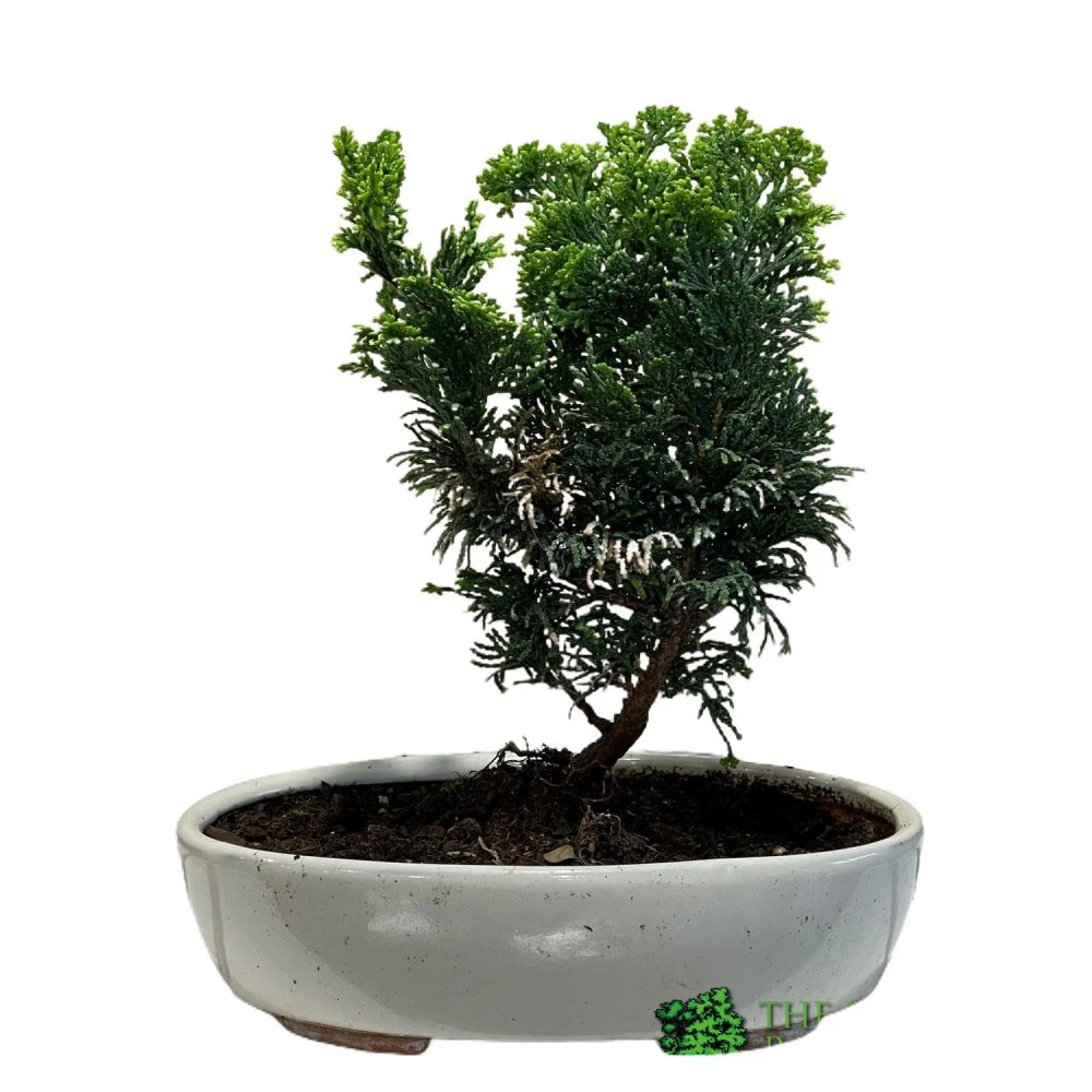 Bonsai Tree 'Chamaecyparis' Outdoor Bonsai 20cm Pot 1 Bonsai Tree 'Chamaecyparis' Outdoor Bonsai 20cm Pot