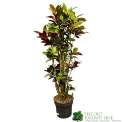 Codiaeum 'Iceton' Croton 1.6m Tall